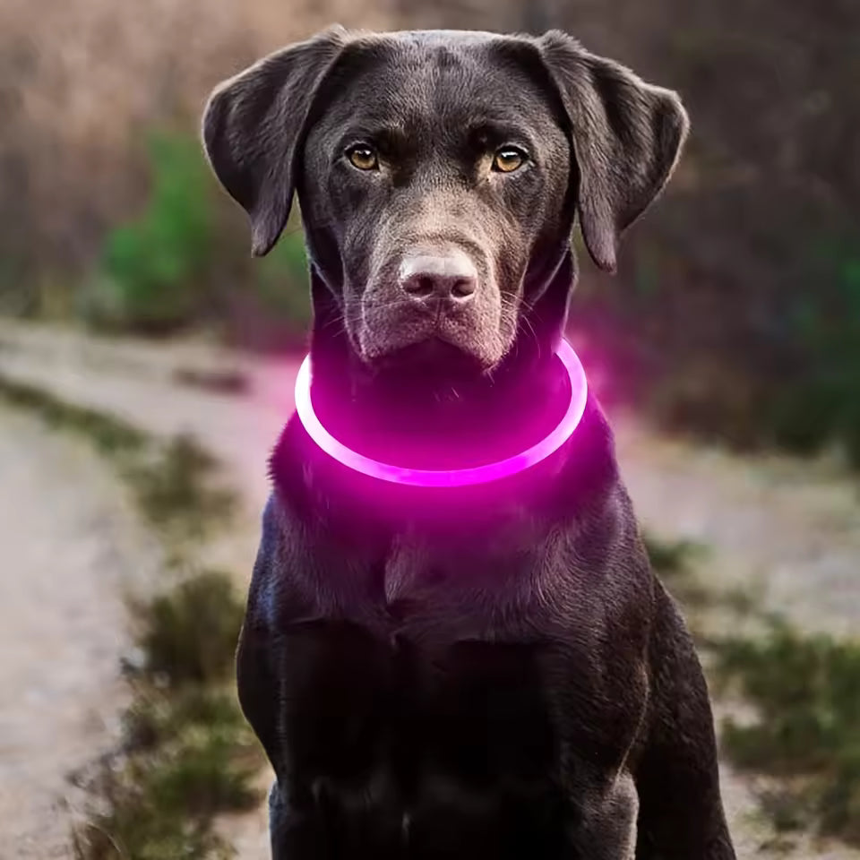 LED Pet Leash โ Light Up Every Walk ๐