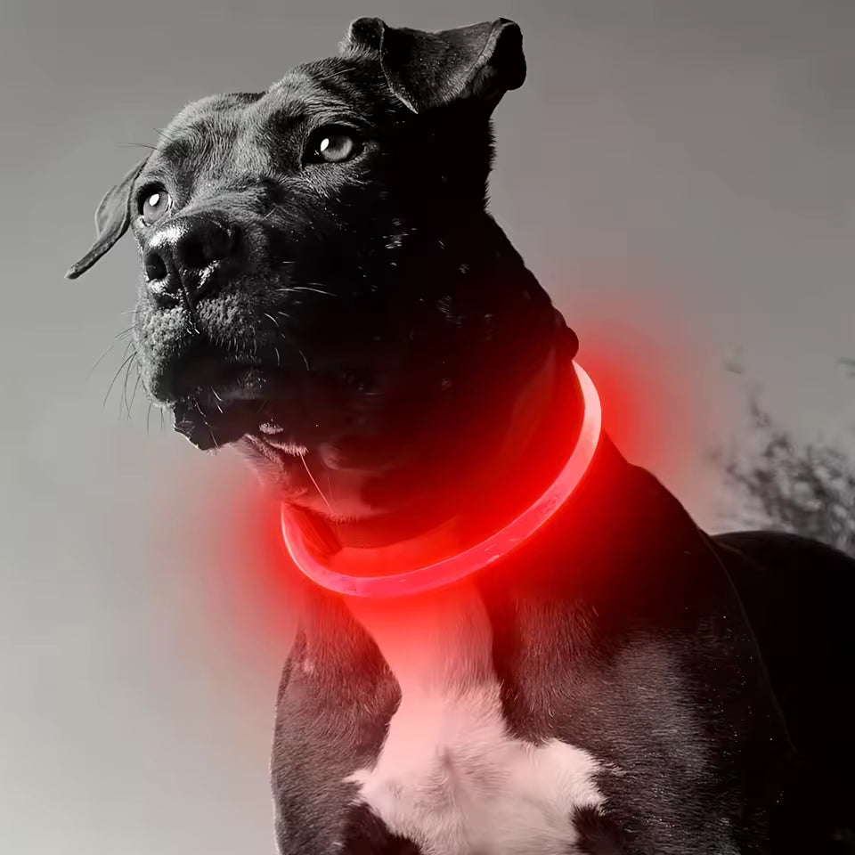 LED Pet Leash โ Light Up Every Walk ๐